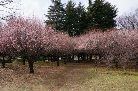 梅 (640x425).jpg