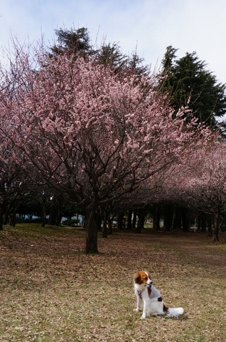 梅2 (424x640).jpg
