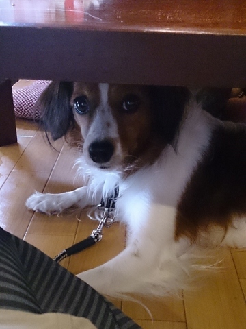 11犬可です (480x640).jpg